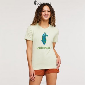 Cotopaxi Altitude Llama T-Shirt Lichen | FG92-P5-WZ