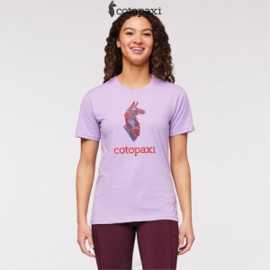 Cotopaxi Altitude Llama T-Shirt Wisteria | CI03-G4-GY