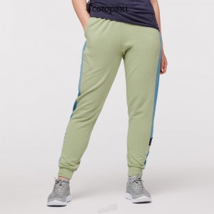 Cotopaxi Bandera Jogger Aspen | QG92-M4-AB