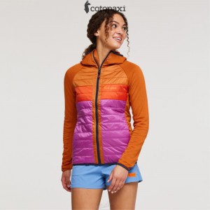 Cotopaxi Capa Hybrid Insulated Hooded Jacket Mezcal/Foxglove | MN43-H3-ED