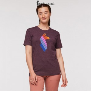 Cotopaxi Llama Stripes T-Shirt Wine | HV83-N7-FR