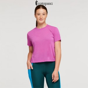 Cotopaxi Paseo Travel Crop T-Shirt Foxglove | SM44-P2-TC