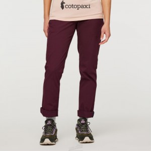 Cotopaxi Salto Ripstop Pant Wine | MQ56-M8-OE