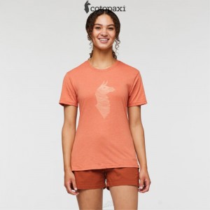 Cotopaxi Topo Llama T-Shirt Nectar | CU55-J8-SD