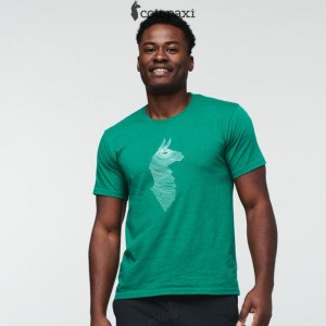 Cotopaxi Topo Llama T-Shirt Verde | YO87-W7-UZ