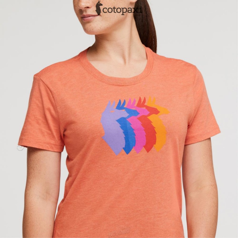 Cotopaxi Llama Sequence T-Shirt Nectar | IV59-A1-JH