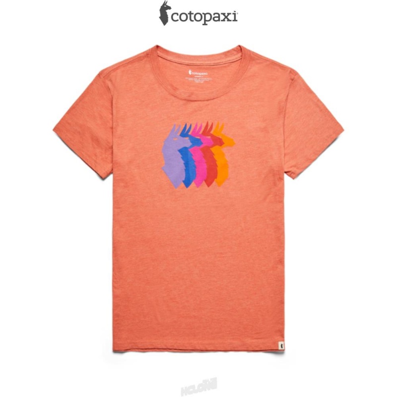 Cotopaxi Llama Sequence T-Shirt Nectar | IV59-A1-JH