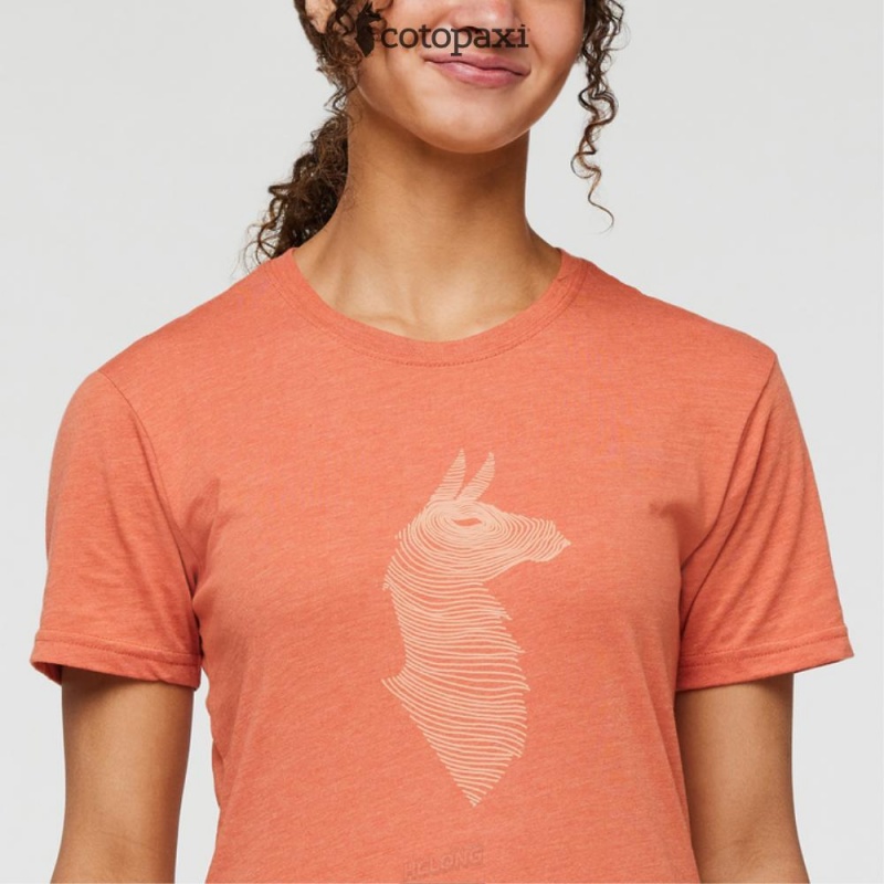 Cotopaxi Topo Llama T-Shirt Nectar | CU55-J8-SD