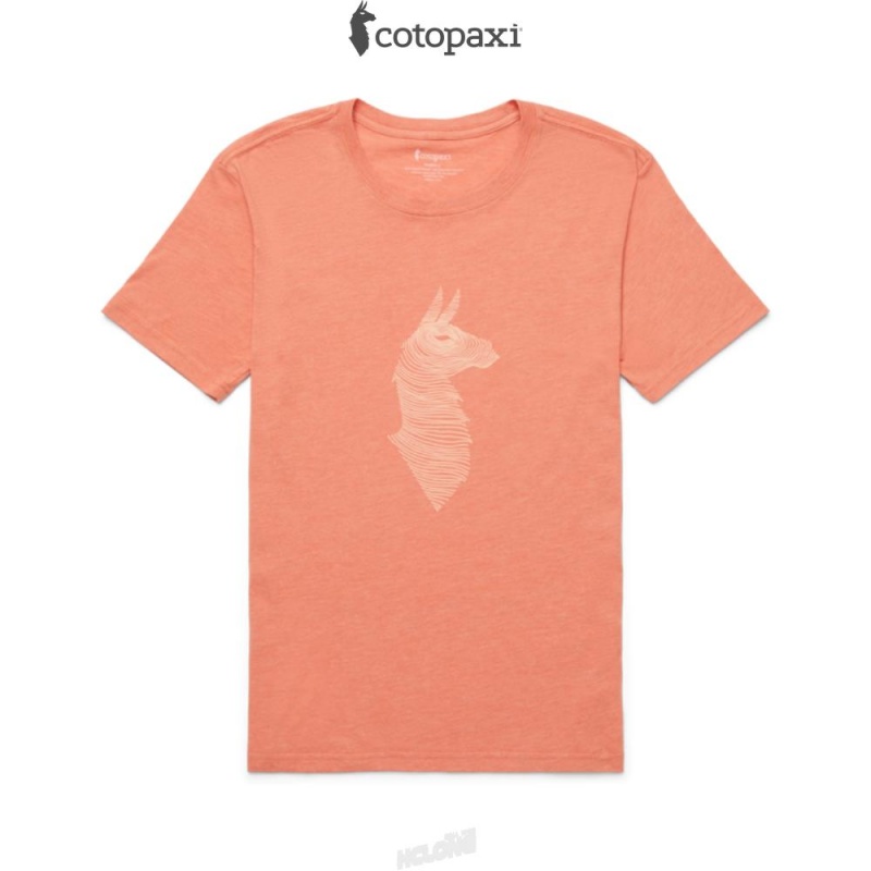 Cotopaxi Topo Llama T-Shirt Nectar | CU55-J8-SD