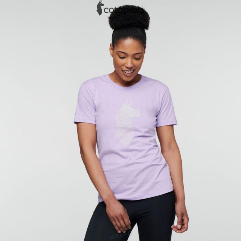 Cotopaxi Topo Llama T-Shirt Thistle | XX24-M5-FF