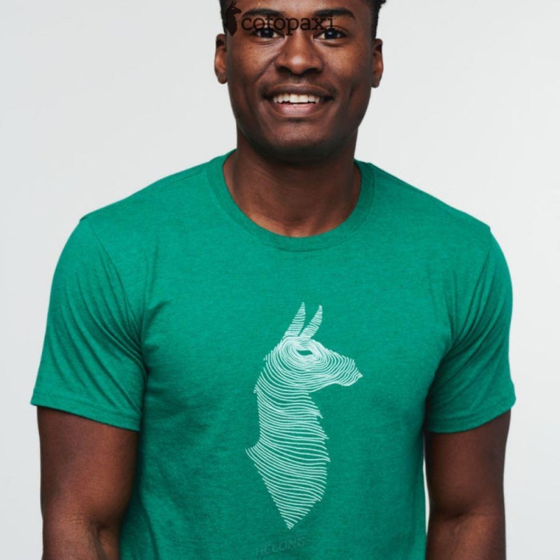 Cotopaxi Topo Llama T-Shirt Verde | YO87-W7-UZ